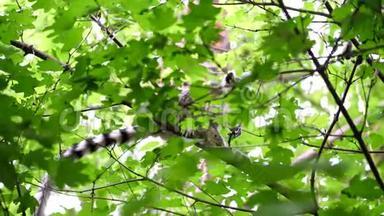 在炎热的夏天，狐猴坐在绿色森林的树枝上。